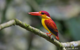 Oriental Dwarf Kingfisher - Rufous Back