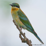 Blue-Tailed Bee Eater