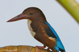 White Throated Kingfisher