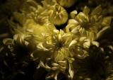 Chrysanthemum