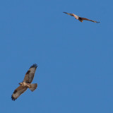Long-legged Buzzards (?), Southern Gobi Desert