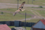 A Black-eared Kite Soars over Khatgal