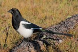 Magpie, Lake Khuvsgul