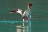 Common Merganser, Lake Khuvsgul