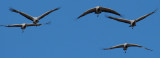 Demoiselle Cranes, near Kharakhorum