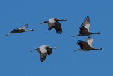 Demoiselle Cranes, near Kharakhorum