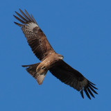 Black-eared Kite, near Kharakhorum