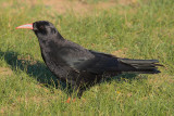 Red-billed Chough, near Kharakhorum