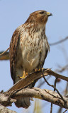 Immature Female Red-shouldered Hawk, Mercer Wetlands