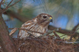Nesting Female Red-shouldered Hawk, Mercer Wetlands