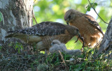 Red-shouldered Hawk with chicks, Cochran Shoals