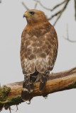 Red-shouldered Hawk, Cochran Shoals