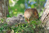 Red-shouldered Hawk with chicks, Cochran Shoals