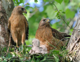 Red-shouldered Hawks with chicks, Cochran Shoals