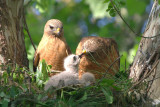 Red-shouldered Hawks with chicks, Cochran Shoals