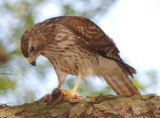 Immature Female Red-shouldered Hawk with food for chicks, Mercer Wetlands
