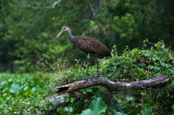 Limpkin on the Wekiva River