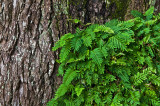 Small Ferns on Very Old Oak Tree