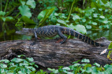 Young Gator on the Weikva River