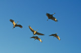 Sandhill Cranes