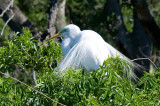 Great White Egret