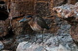 Yellow Crowned Night Heron.jpg