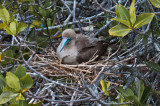 Nesting Red-footed Boobie