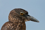 Yellow Crowned Night Heron