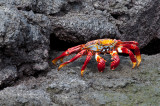 Sally Lightfoot Crab