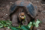 Galapagos Tortoise Eating