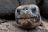 Galapagos Tortoise