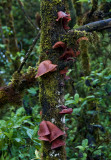 Unusual Fungi