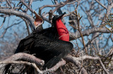 Magnificant Frigatebirds
