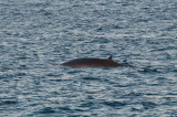 Minke Whale