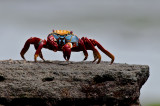 Sally Lightfoot Crab