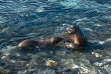 Sea Lions