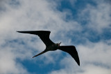 Frigatebird