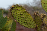 Prickly Pear Cactus (Opuntia Cactaceae)