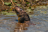 Gator Eating a Large Fish