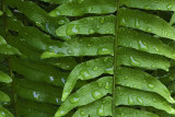 Boston Fern after Rain