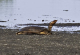 Turtle at Merritt Island National Refuge