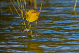 Fall Leaf on Lake