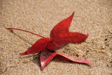 Leaf on Shore of Potomac River