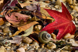 Autumn Leaves on Shore of Potomac