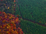 Fall Trees on the Edge of a Pine Tree Farm