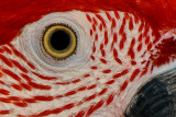 Scarlet Macaw