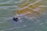 Manatee