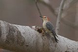 Red Bellied Woodpecker