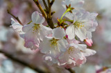 DC Cherry Blossoms