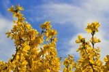 Forsythia